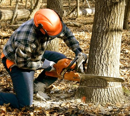 Tree Removal in Ellington, CT